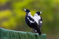 Fletnak australsky - Gymnorhina tibicen - Australian Magpie o9428